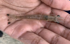 Penaeus setiferus