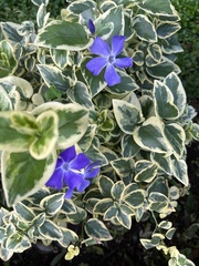 Vinca major