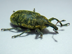 Larinus carlinae