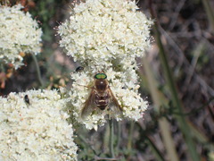 Stonemyia californica