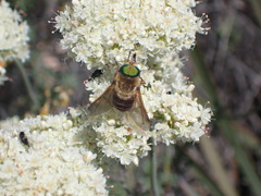Stonemyia californica