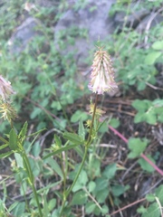 Trifolium productum