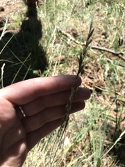 Festuca pallens
