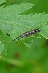 Heterotoma planicornis