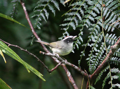 Basileuterus melanogenys