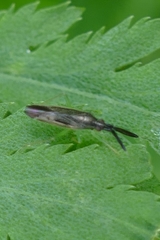 Heterotoma planicornis