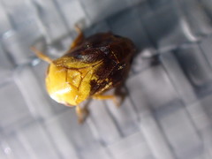 Clastoptera achatina