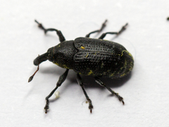 Larinus carlinae