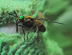 Chrysops viduatus