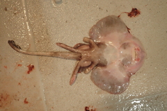 Rajella fyllae