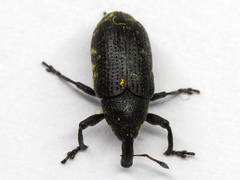 Larinus carlinae