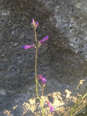 Penstemon gracilentus