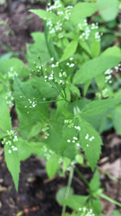 Cryptotaenia canadensis