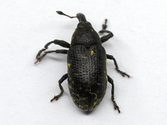 Larinus carlinae