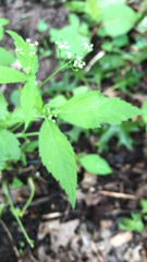 Cryptotaenia canadensis