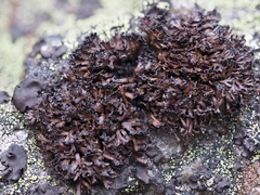 Cornicularia normoerica