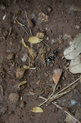Ronisia barbarula
