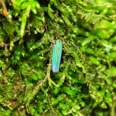 Chlorogonalia
