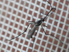 Psorophora longipalpus