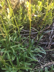 Penstemon gracilentus