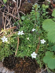 Heliosperma pusillum