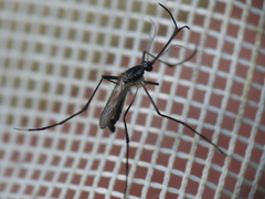 Psorophora longipalpus