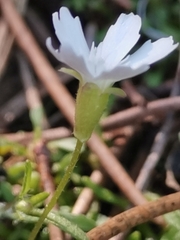 Heliosperma pusillum