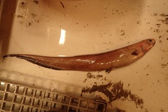 Spiny-Eel photo 2