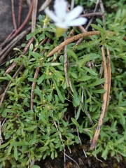 Heliosperma pusillum