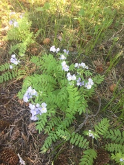Polemonium pulcherrimum delicatum