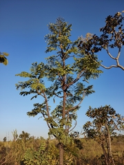 Stryphnodendron adstringens