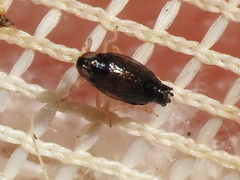 Flavoclypeus nitens