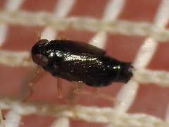 Flavoclypeus nitens