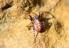 Cercidia prominens