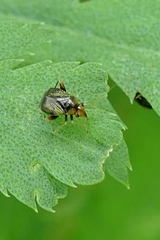 Halticus luteicollis