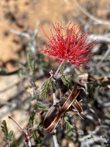 Calliandra californica