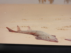 Glaucostegus cemiculus