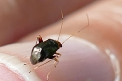 Halticus luteicollis