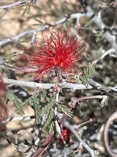 Calliandra californica