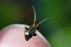 Halticus luteicollis