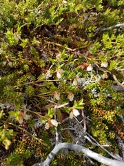 Vaccinium boreale