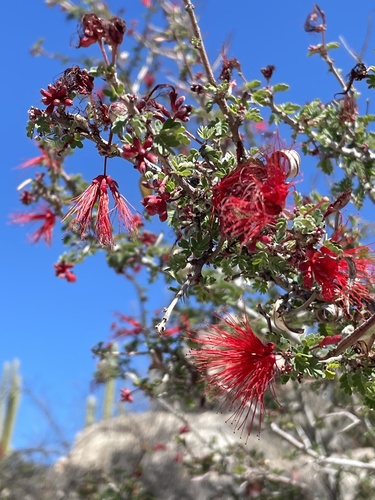 Calliandra californica