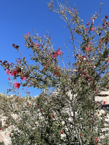 Calliandra californica