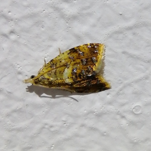 Yellow-spot Tortrix, photo 4 of 10
