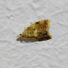 Pseudargyrotoza conwagana