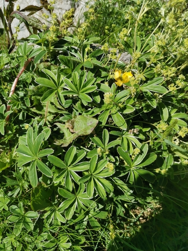 Alchemilla plicatula, photograph 1