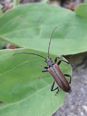 Cortodera femorata