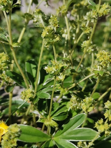 Alchemilla plicatula, photograph 2