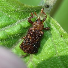 Octotoma marginicollis