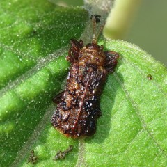 Octotoma marginicollis